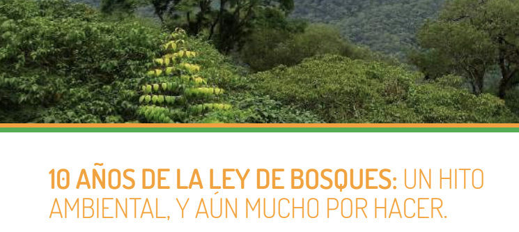 10 Años De La Ley De Bosques: Un Hito Ambiental Y Aún Mucho Por Hacer ...