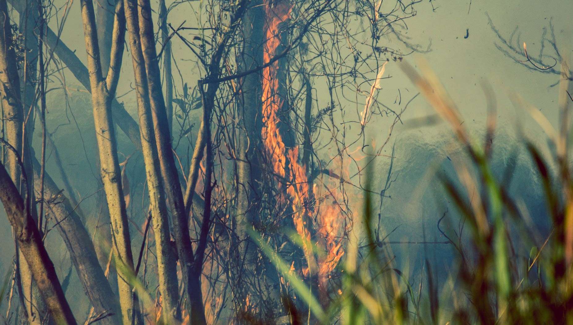 Incendios en el Delta del Paraná. Crédito: Eduardo Bodiño