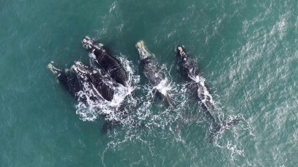 La ballena franca austral, una de las especies más emblemáticas que habitan el Golfo San Matías.