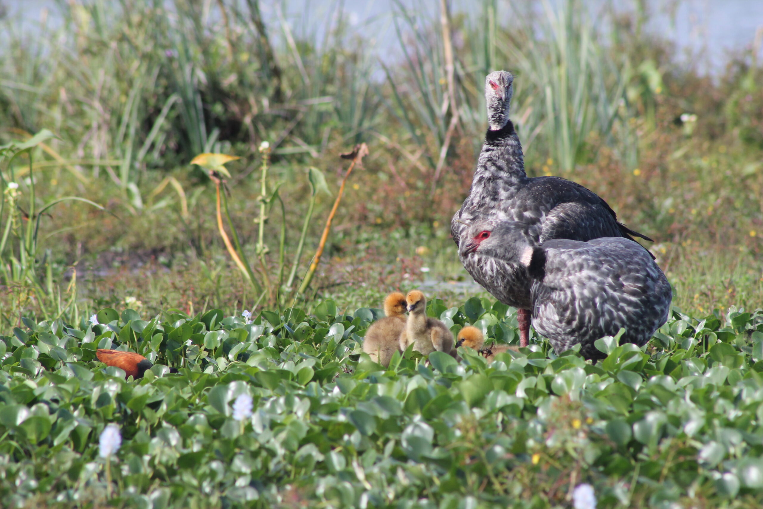 Día de la Diversidad Biológica FARN Biodiversidad